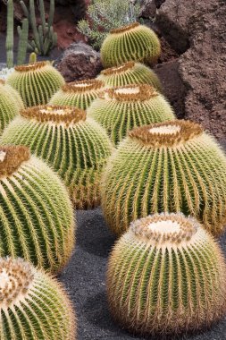 Golden Barrel Cactus clipart