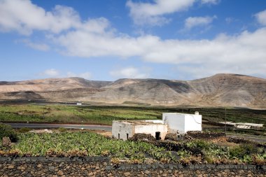 lanzarote grupta kaktüs