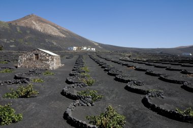 lanzarote bağ