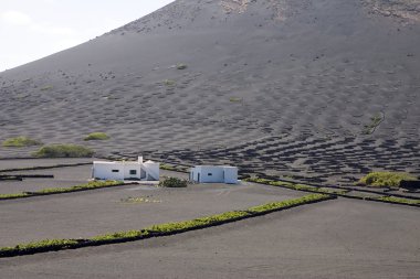 lanzarote bağ