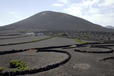 lanzarote bağ