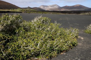 lanzarote volkanik arazi