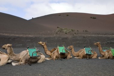 lanzarote, Develer