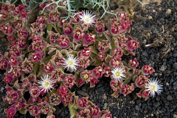 stock image Crystalline Ice Plant