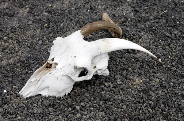 Koza czaszki — Zdjęcie stockowe