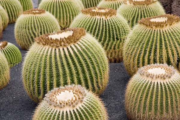 Arany hordó kaktusz — Stock Fotó