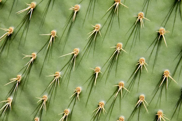 Prickly pear cactus — Stock Photo, Image