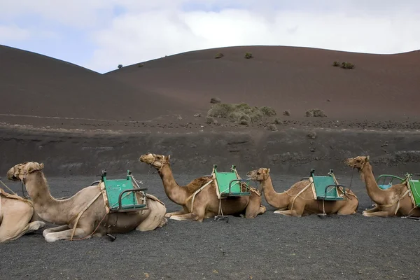 stock image Camels in Lanzarote