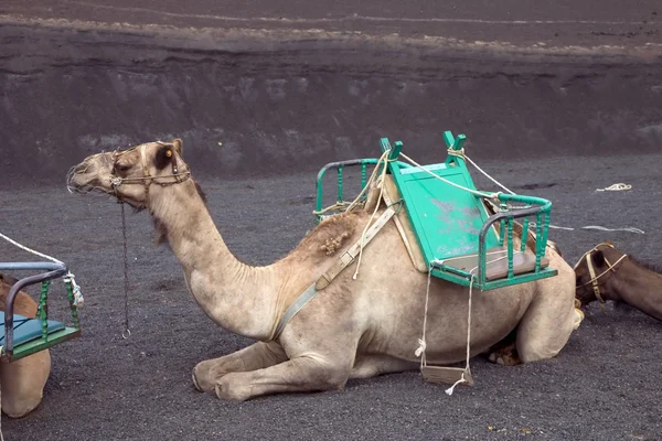 stock image Camel in Lanzarote