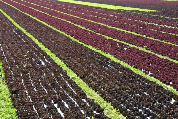 stock image Red lettuce