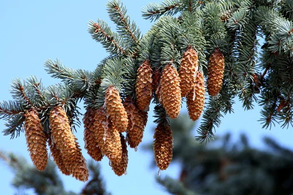 stock image Fir-branch