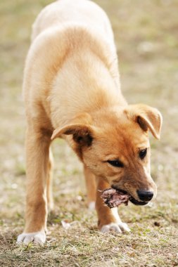 köpek kemik yiyor