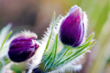 pulsatilla mor çiçekler