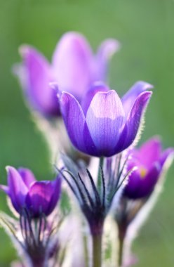 Pulsatilla