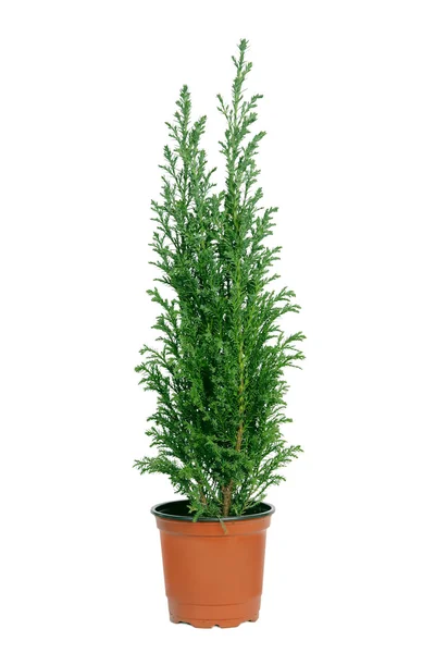 Cypress in pot. — Stock Photo, Image