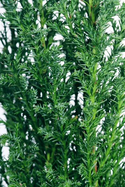Cypress close up. — Stock Photo, Image