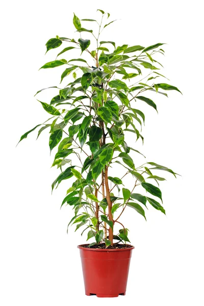 Ficus in pot. — Stock Photo, Image
