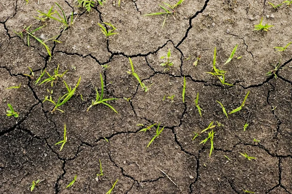 stock image Growing grass on ground