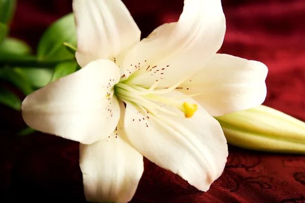 Bílá lilie na červeném pozadí — Stock fotografie