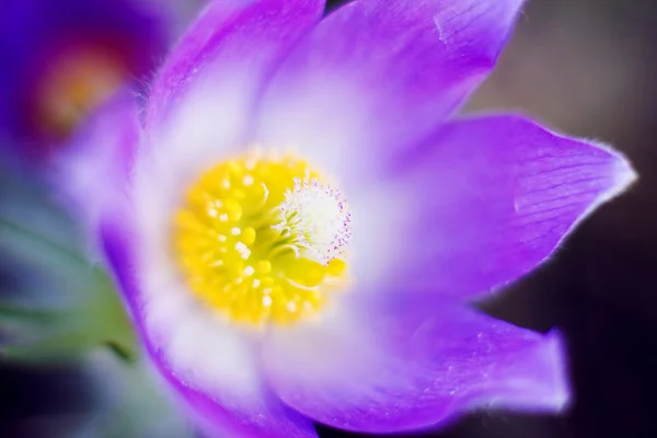 Fialové květy koniklece — Stock fotografie