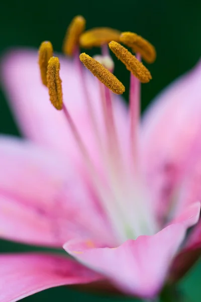 Doğada pembe lily — Stok fotoğraf