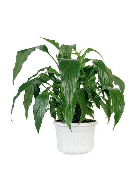 Green home plant in pot. — Stock Photo, Image