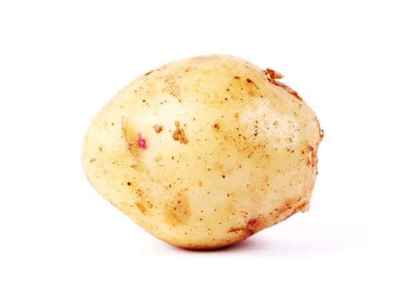 stock image One raw potato