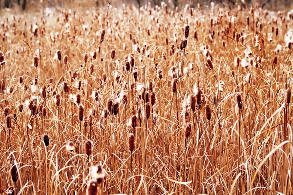 stock image Reed texture