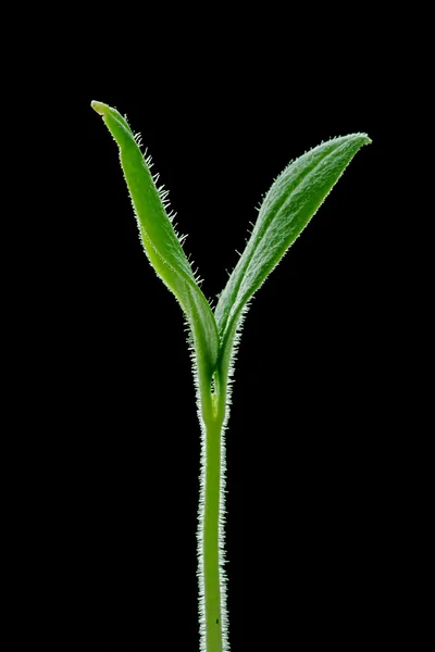 Sprout tomato — Stock Photo, Image