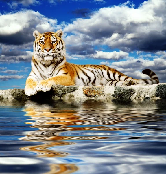 Тигр в небе — стоковое фото