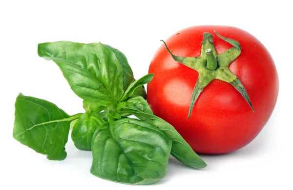 Bazylia idealna pomidor — Zdjęcie stockowe