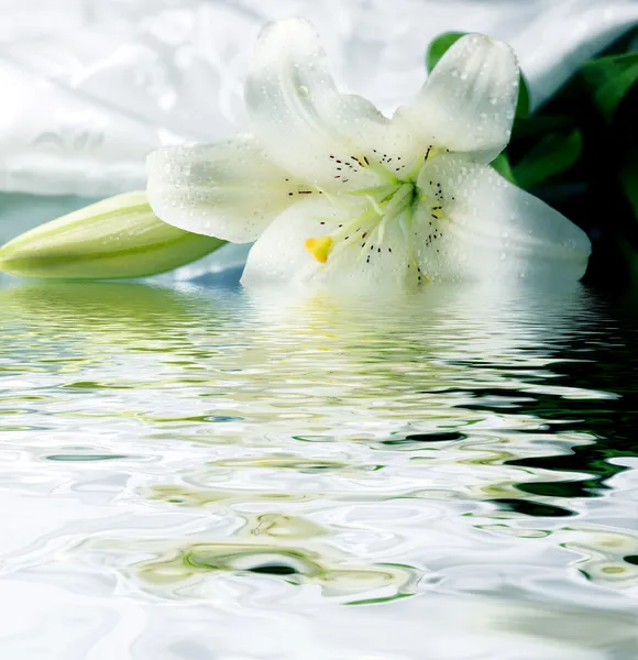 Белая лилия отражается в воде — стоковое фото