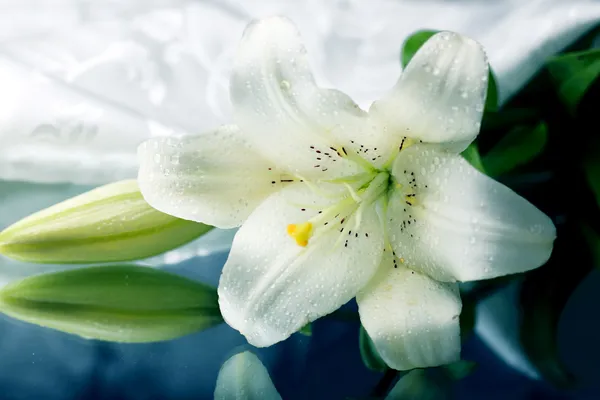 Biała lilia na lustro — Zdjęcie stockowe