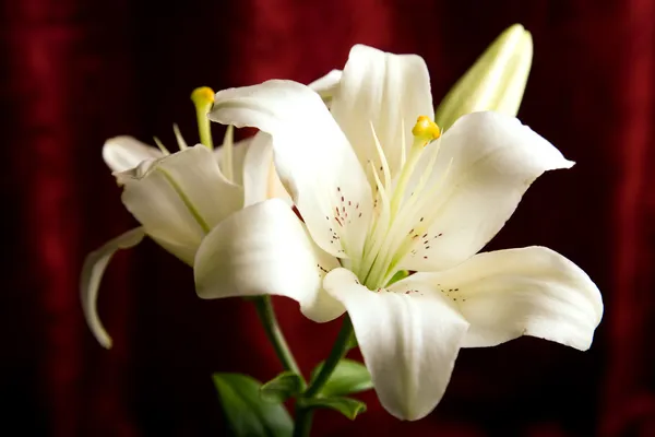 Weiße Lilie auf rotem Hintergrund — Stockfoto