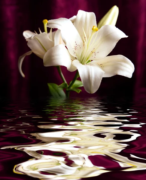 Bílá lilie, odráží ve vodě — Stock fotografie