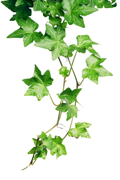 Gröna ivy — Stockfoto