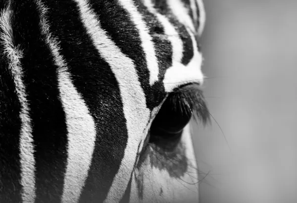 Olho de zebra — Fotografia de Stock