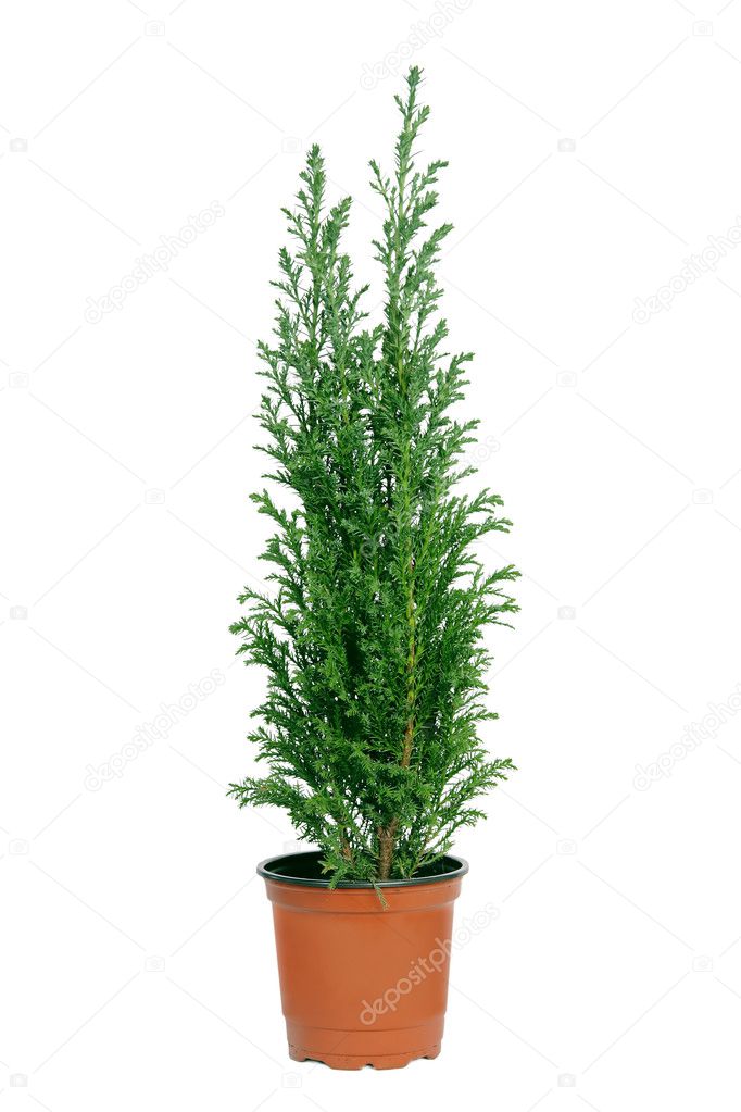 Cypress in pot.