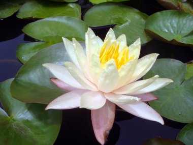 Lotus