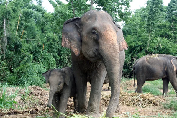 stock image Elephants