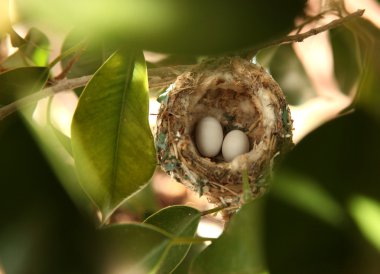 2 Hummingbird Eggs in a Nest clipart