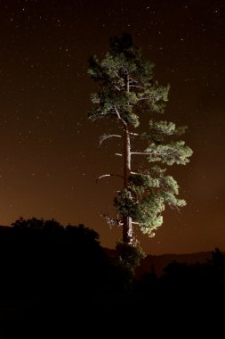 Lightpainted Tree in the Forest at Night clipart
