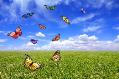 Beautiful Butterflies Flying Free in an clipart