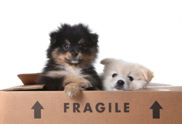 Draguta Pomeranian Puppies Inauntru a Cardboa — Fotografie, imagine de stoc