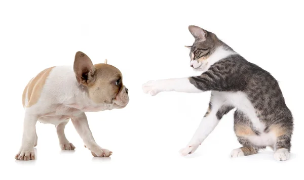 Şirin köpek yavrusu köpek ve kedi beyaz — Stok fotoğraf