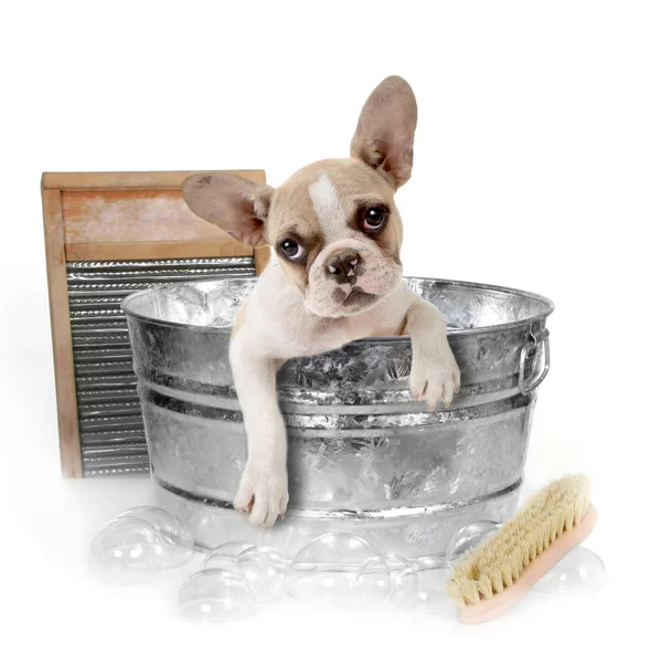 Hund badet in Badewanne im Gestüt — Stockfoto