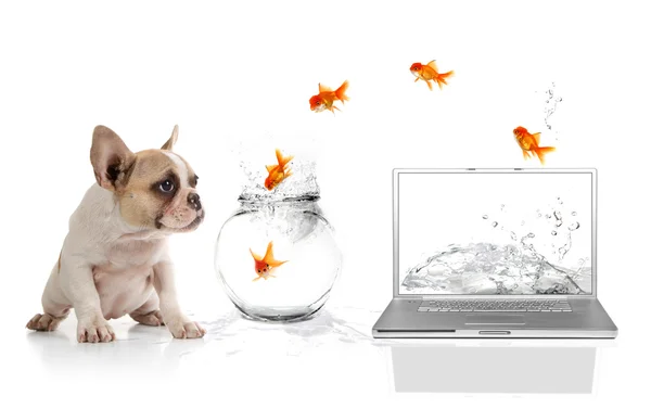 Lindo cachorro viendo Goldfish escapar th —  Fotos de Stock
