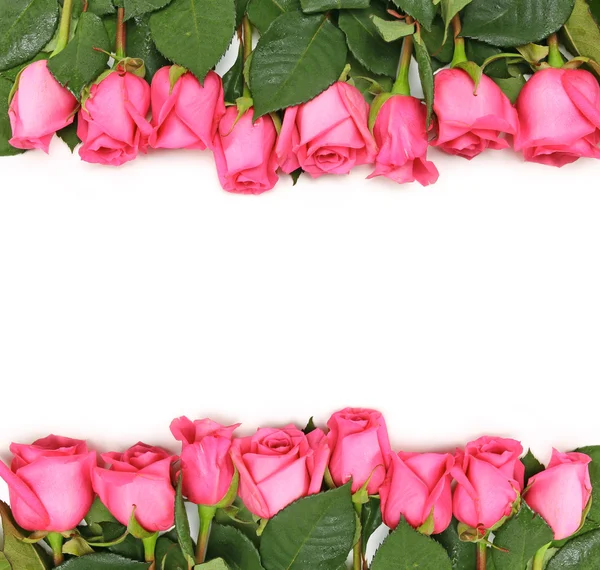 Rosas rosadas alineadas en blanco — Foto de Stock