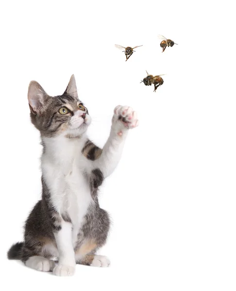 Engraçado gato captura abelhas — Fotografia de Stock