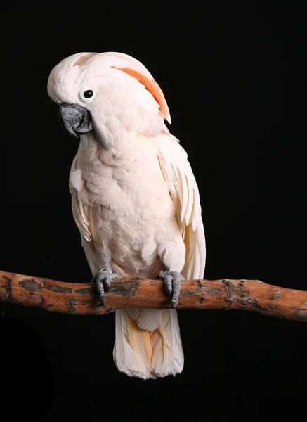 Ηρεμήσει το αρσενικό Μολούκων cockatoo σε μαύρο — Φωτογραφία Αρχείου